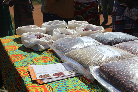 Irish Aid is supporting the production and access to nutritious and climate resilient bean varieties. Credit, Irish Aid Malawi. 