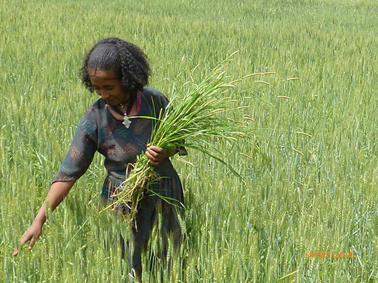 Farmer Wezam Gidey, Ethiopia.jpg. with caption: Visit Climate Learning Platform at www.climatelearningplatform.org
